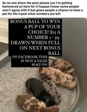 One breeder offered people the chance to win a puppy as a ‘bonus ball’ prize