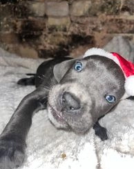 Pets4Homes, a pet sales website, ban any adverts that show puppies as festive gifts