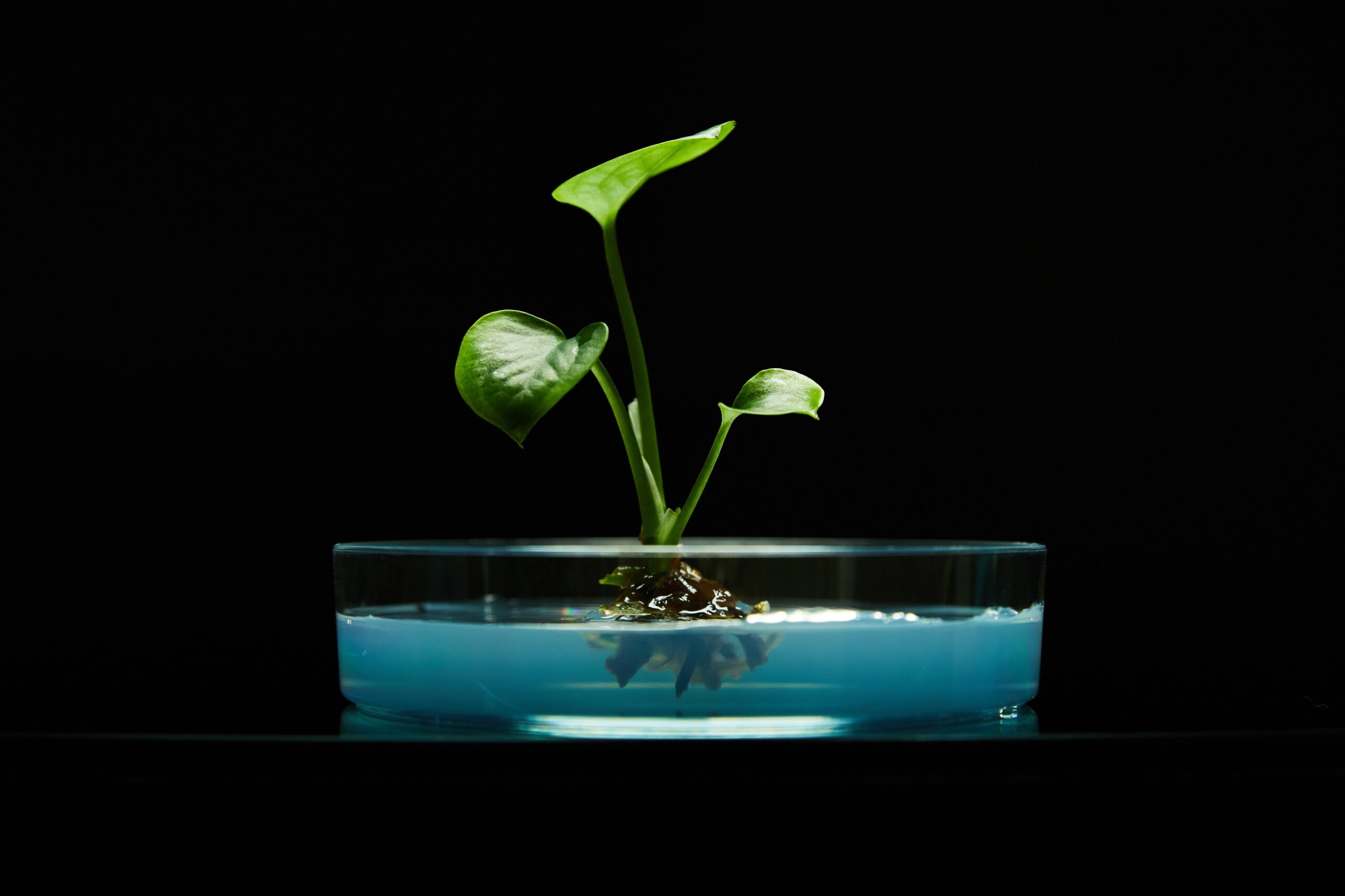 Neoplants altered the genetic code of a pothos plant to make it an extremely efficient living air purifier